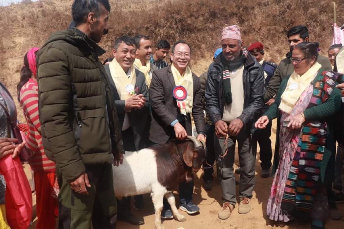 कृषि सहकारीलाई सूर्योदय नगरपालिकाको १ सय बाख्रा अनुदान
