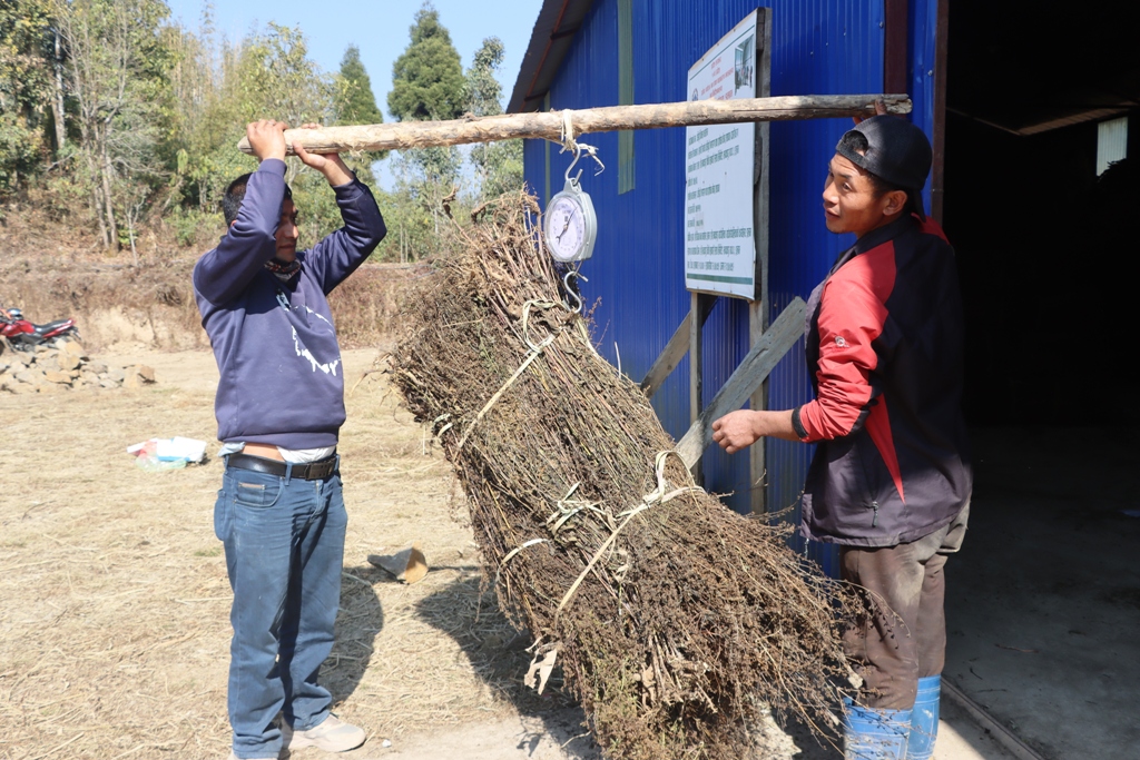 चिराइतोको मुल्यवृद्धिले किसानमा खुशियाली (फोटो फिचर )