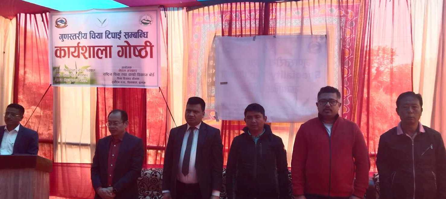 सिजनको शुरुमै चियाको गुणस्तर सुधारमा जोड