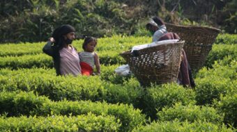 चिया किसानका दुःख : बेलैमा पानी नपर्दा घट्यो उत्पादन, लकडाउनले निकासीमा लफडा