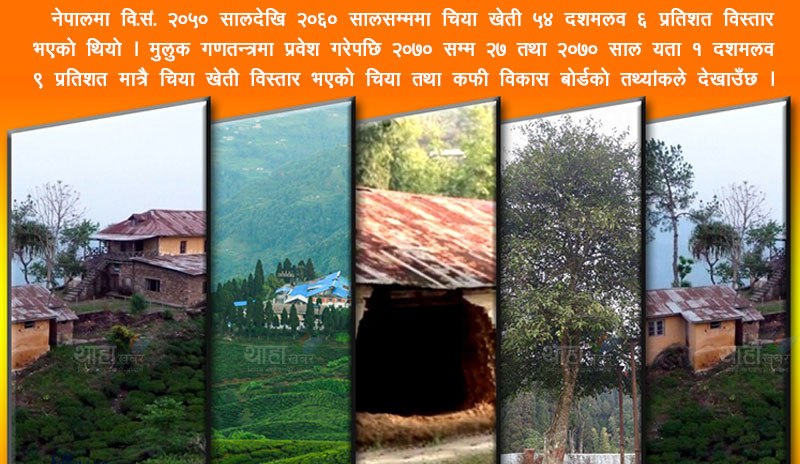 चिया खेती : राजतन्त्रमा कडा, गणतन्त्रमा फिक्का !