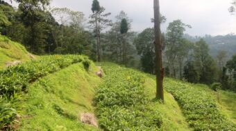 बगान विस्तार बढेपछि अलैचीका बिरुवाको माग उच्च