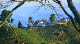 नेपाली चियाको छैन आफ्नै जात