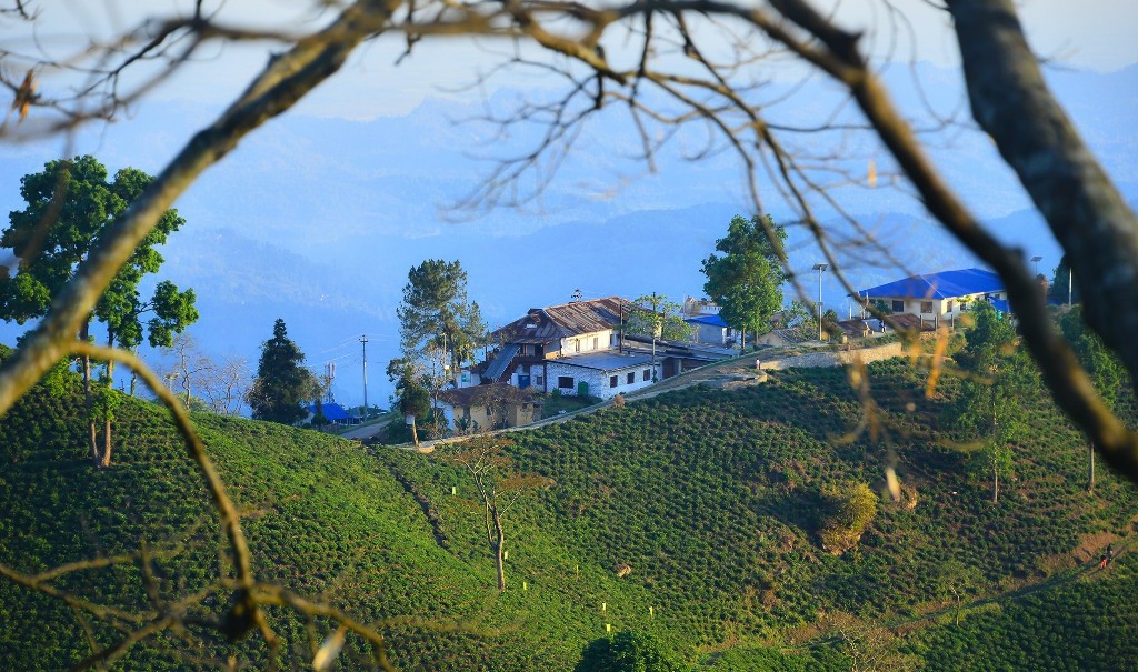 नेपाली चियाको छैन आफ्नै जात