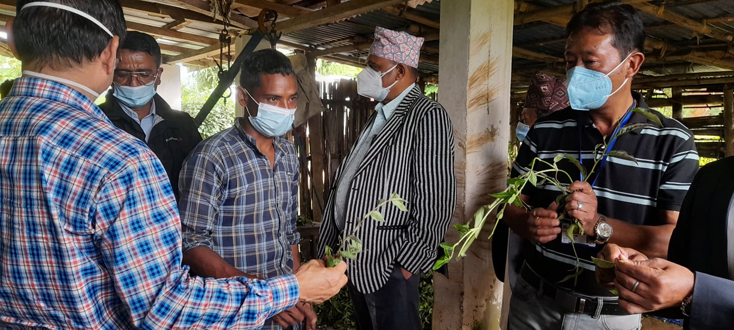 हरियोपत्तीको मुल्य उद्योगले मनपरी तोकेपछि सूर्योदयमा अनुगमन