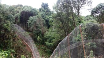 नेपालमा पहिलो रेडपाण्डा प्रजनन् केन्द्र इलामको सन्दकपूरमा तयार