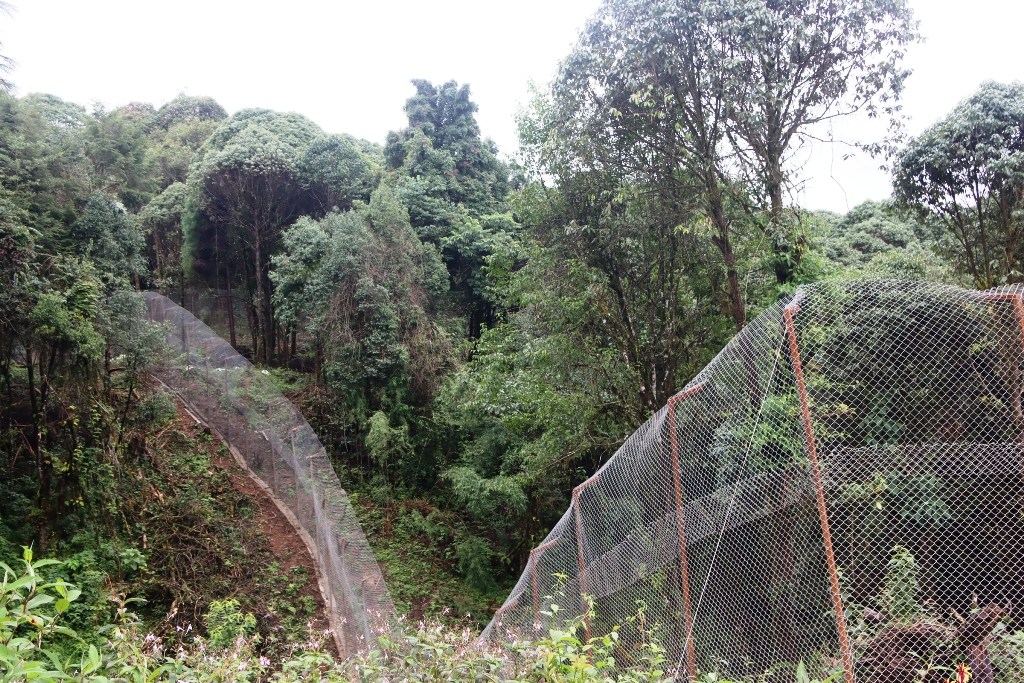 नेपालमा पहिलो रेडपाण्डा प्रजनन् केन्द्र इलामको सन्दकपूरमा तयार