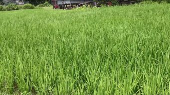 चुलाचुलीमा उन्नत जातको धान खेतीमा किसानको आकर्षण बढ्दै
