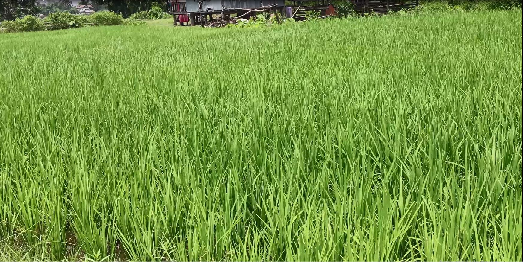 चुलाचुलीमा उन्नत जातको धान खेतीमा किसानको आकर्षण बढ्दै