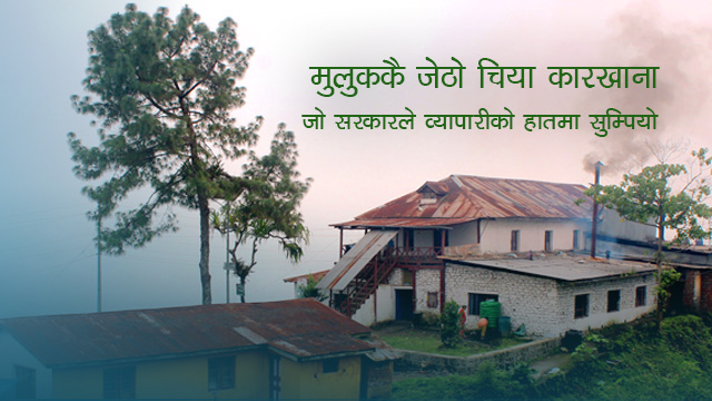 मुलुककै जेठो इलाम चिया कारखाना : बेलायतको पाटपूर्जा र चुरेको काठबाट निर्माण गरिएको थियो