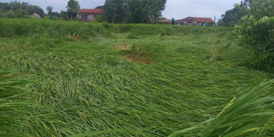 प्रदेश १ मा ५० हजार हेक्टरमा लगाइएको धानबाली क्षति