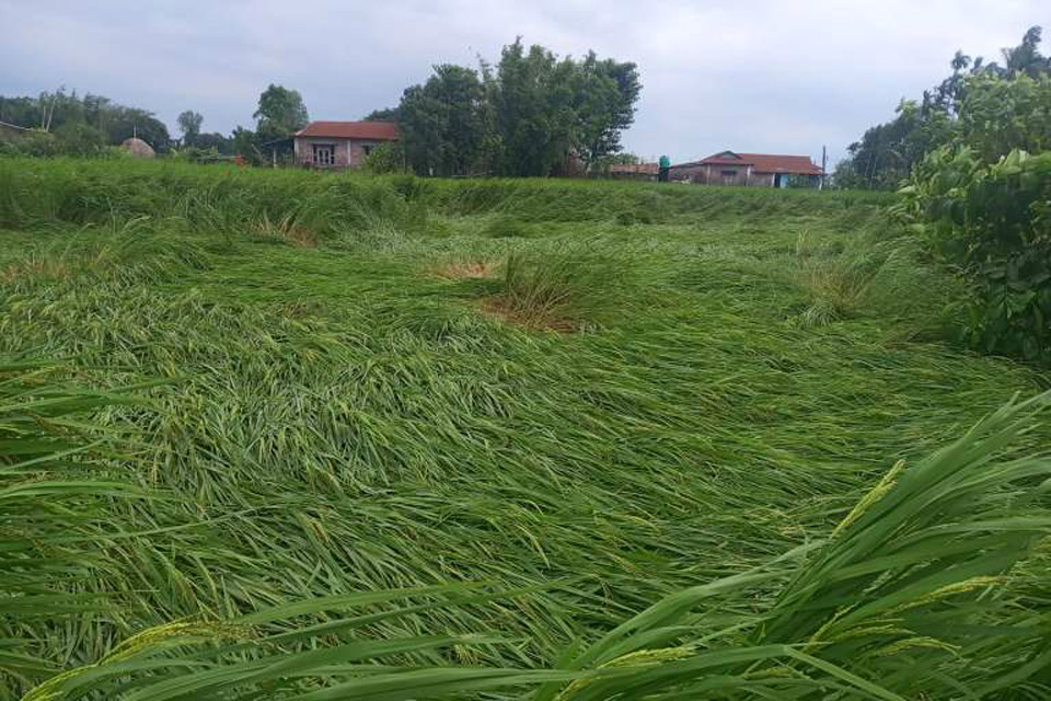 प्रदेश १ मा ५० हजार हेक्टरमा लगाइएको धानबाली क्षति