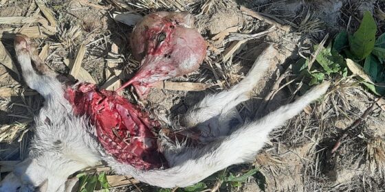 फाकफोकथुमको सिम्लेमा एकै घरको ७ बाख्रा बाघले खायो