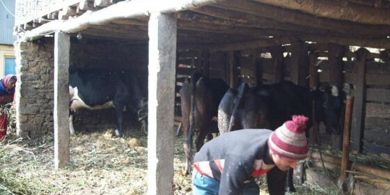 उन्नत गाईपालनमा आकर्षित हुँदै इलामका किसान