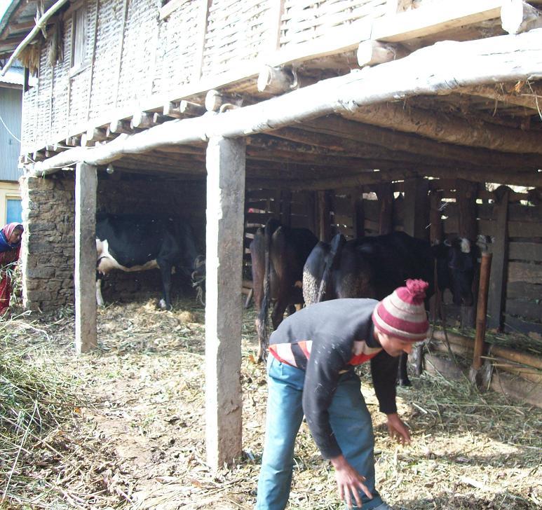 उन्नत गाईपालनमा आकर्षित हुँदै इलामका किसान