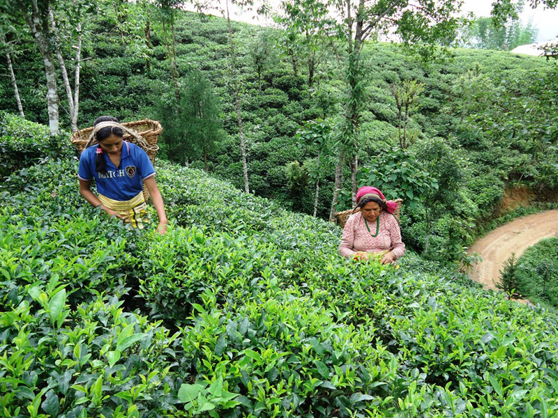 समयमै हरियो चियाको पात टिप्न नपाएपछि खस्कियाे चिया बजार