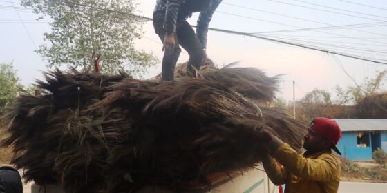 अम्रिसोको फुलबाट कुचो बनाउने उद्योग अभाव, कच्चापदार्थको रुपमा भारत निर्यात