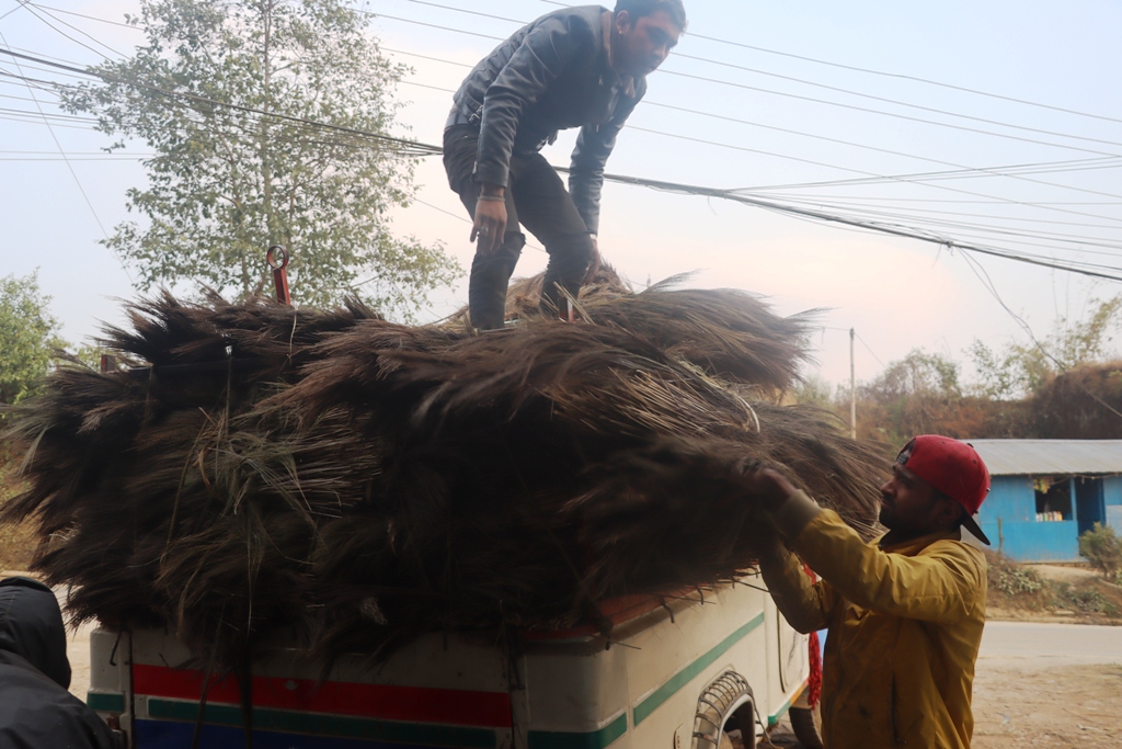 अम्रिसोको फुलबाट कुचो बनाउने उद्योग अभाव, कच्चापदार्थको रुपमा भारत निर्यात