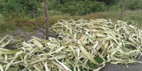 सरकारी अनुदान पर्खिंदै लोक्ता र अर्गेली