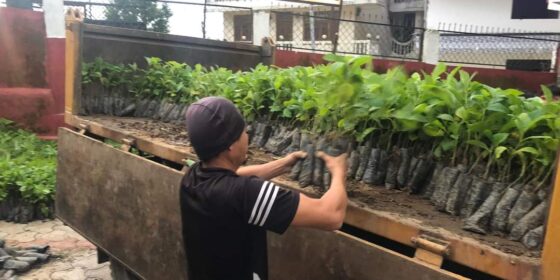 इलाम र झापा वन डिभिजनबाट निसुल्क बिरुवा लिएर बितरण गर्दै सुर्याेदय नगरपालिका