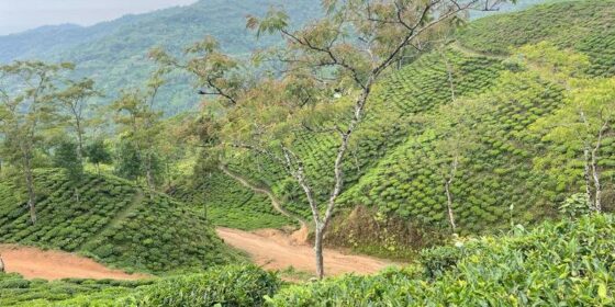 ग्रामीण उद्योगीले स्थापित गरेको नेपाली राष्ट्रिय ब्राण्ड