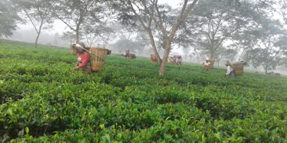 चिया बगानमा मजदुर अभाव : हातले टिप्नुपर्ने मुना हसिँयाले काट्दै, गुणस्तर खस्कियो