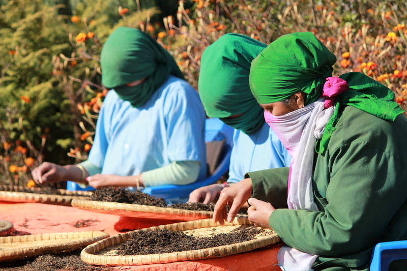 चिया निर्यात ४० प्रतिशतले बढ्यो