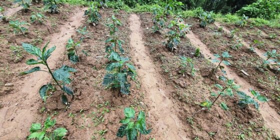 माग बढेपछि अकबरे खोर्सानीको बिरुवा उत्पादनमा अलैँची विकास केन्द्र