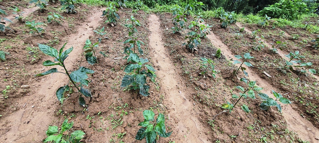 माग बढेपछि अकबरे खोर्सानीको बिरुवा उत्पादनमा अलैँची विकास केन्द्र