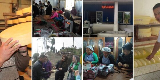 दुग्धजन्य उद्योगबाट आर्थिक फड्को मारेका इलामका उद्योगी