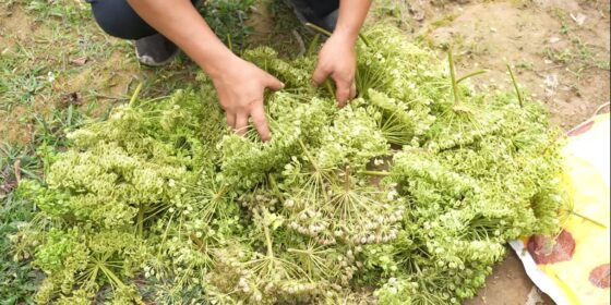 लेकाली जंगलमा पाइने जडिबुटी चिङफिङ र टिंबुरको माग बढ्दो