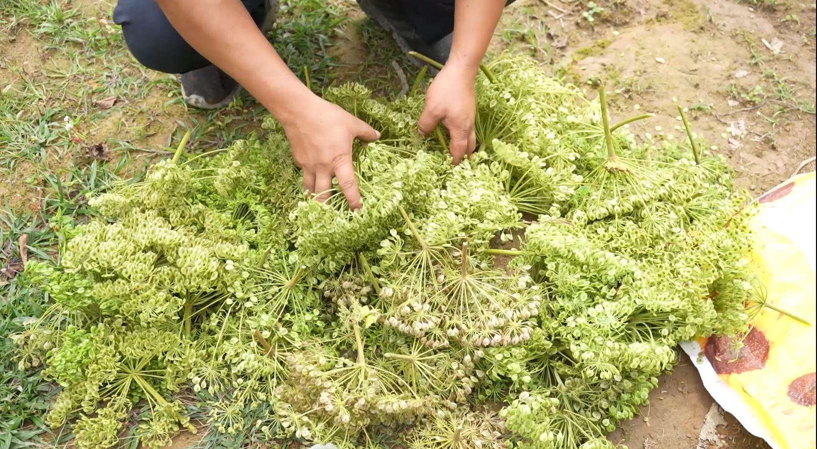 लेकाली जंगलमा पाइने जडिबुटी चिङफिङ र टिंबुरको माग बढ्दो