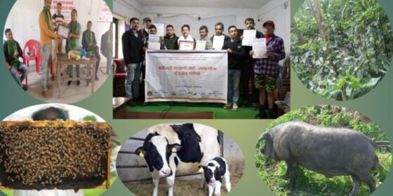 माईजोगमाईका युवा स्वरोजगार बन्दै
