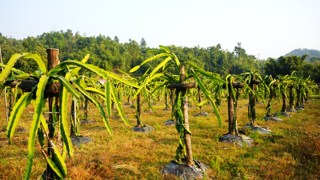 चुलाचुलीमा ड्रागन फलको रहरलाग्दो खेति (फोटो फिचर )