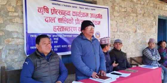 ‘दाल’ उत्पादक कृषकलाई अनुदान दिँदै माङसेबुङ गाउँपालिका