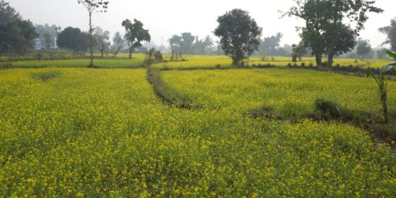 बजारमा तेलको मूल्यवृद्धि , गाउँमा किसानले थाले तोरी खेती