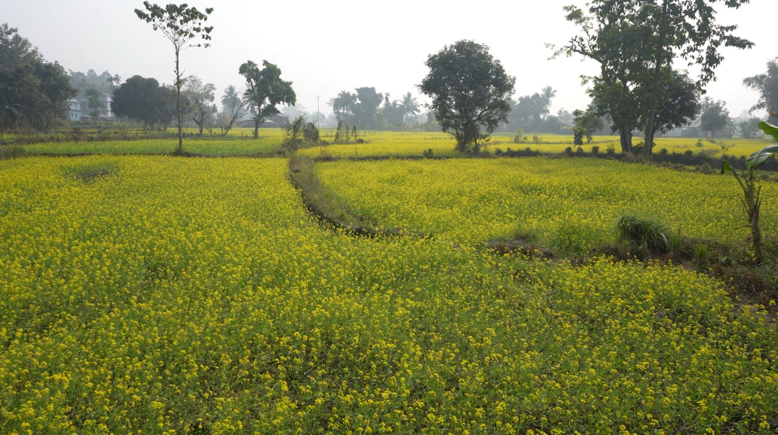 बजारमा तेलको मूल्यवृद्धि , गाउँमा किसानले थाले तोरी खेती