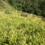 इलाममा अदुवाको आकर्षक मूल्य, खेती विस्तार गर्दै किसान