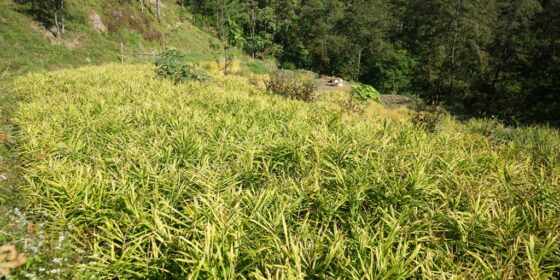 इलाममा अदुवाको आकर्षक मूल्य, खेती विस्तार गर्दै किसान
