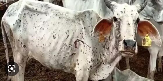 गाईभैँसीमा ‘लम्पि स्किन’ देखापरेपछि इलामका पशुपालक किसान चिन्तित