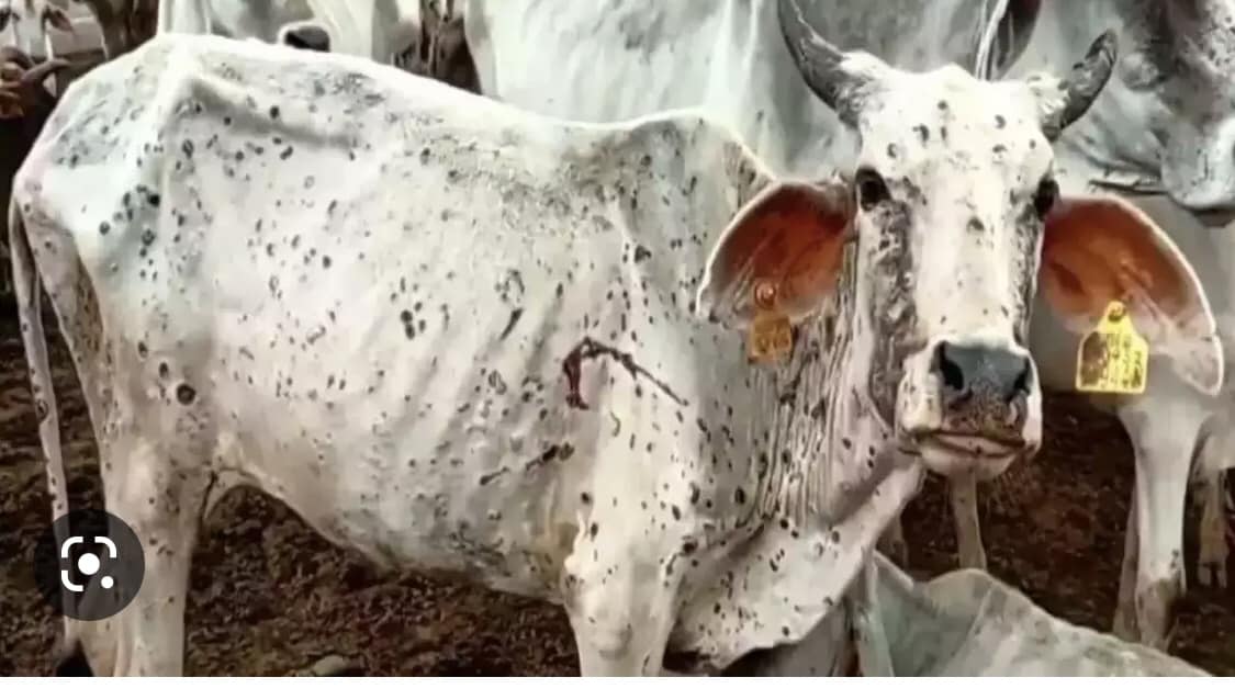 गाईभैँसीमा ‘लम्पि स्किन’ देखापरेपछि इलामका पशुपालक किसान चिन्तित