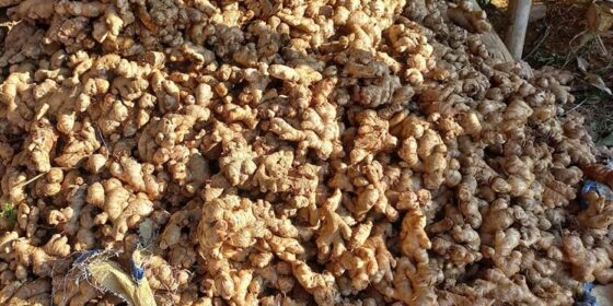 सरकारी नीतिको मारमा अदुवा किसान