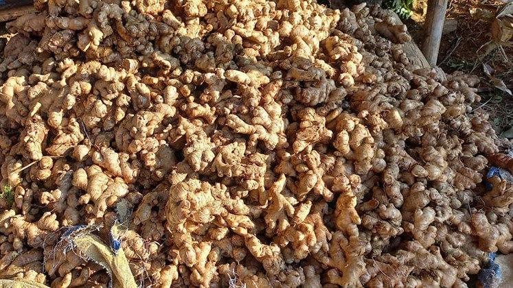 सरकारी नीतिको मारमा अदुवा किसान