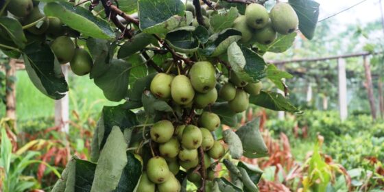 इलाममा रेड किविको व्यवसायीक खेतीमा किसानको आकर्षण (तस्बिरहरु)