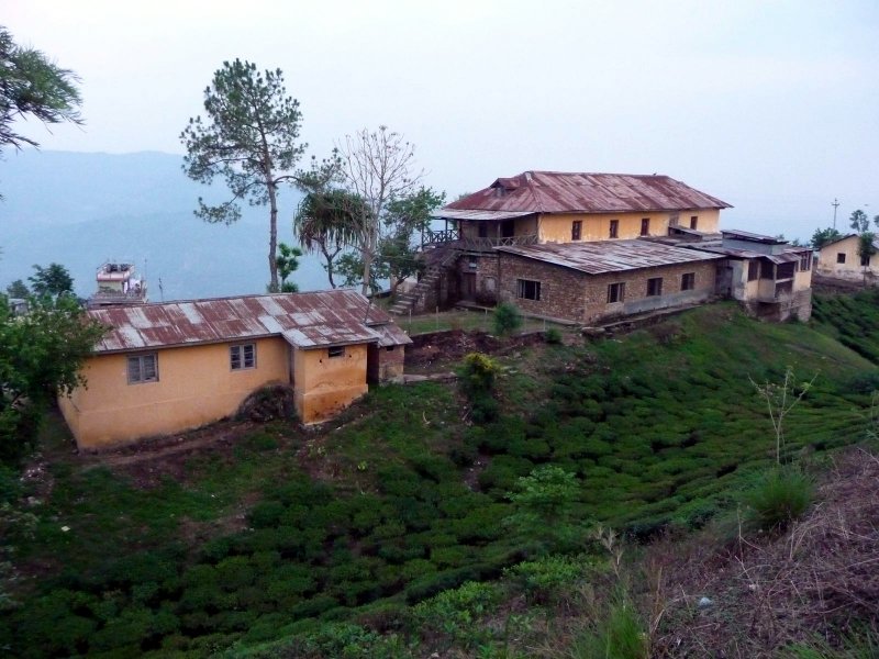 अमेरिका र नेपालसँग चीनको चिया कूटनीति