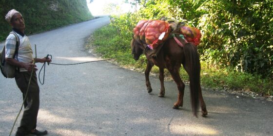 नेपाली स्कुस भारत निर्यातमा बैधता