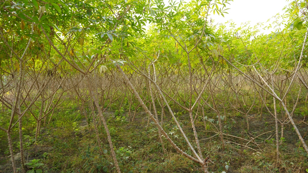 चुलाचुली गाउँपालिकाले दियो ३८ सिमल तरुल कृषकलाई १२ लाख २४ हजार अनुदान