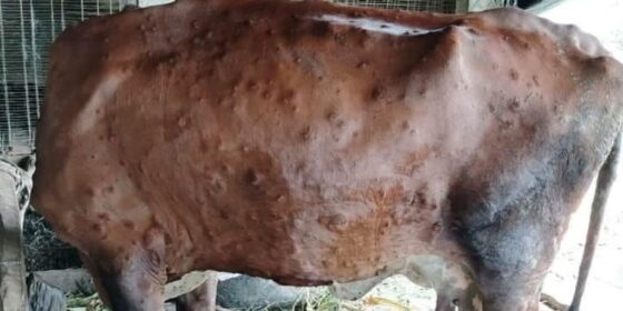 लम्पी स्किनले गाई गोठहरु रित्तिदैं