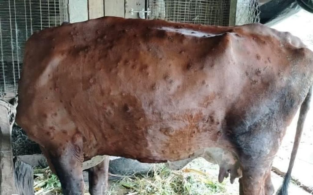 लम्पी स्किनले गाई गोठहरु रित्तिदैं