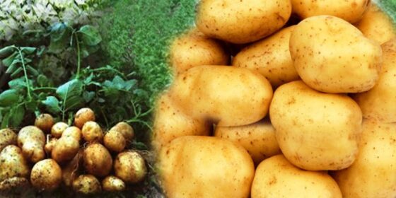 आलु उत्पादन वृद्धिसँगै भाउ राम्रो पाएपछि किसान हर्षित